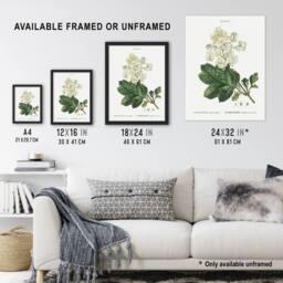 Artery8 Oakleaf Hydrangea Flowers Redoute Vintage Framed Wall Art Print in White - Size: A4 - thumbnail 3