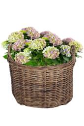 Dibor Traditional Oval Large Indoor Planter Basket with Handles in Natural - thumbnail 2