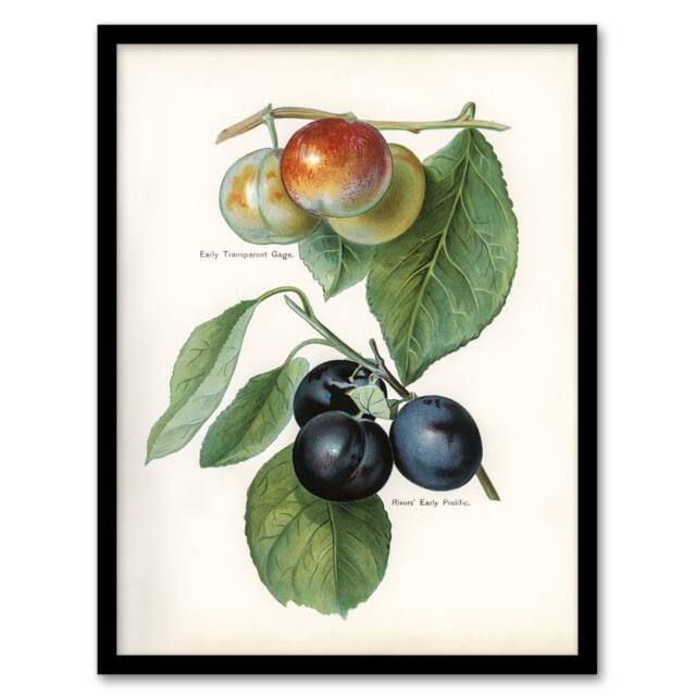 Artery8 John Wright Framed Wall Art Vintage Illustration of Two Plum Varieties in White - Size: A4 - image 1