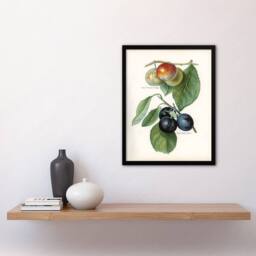 Artery8 John Wright Framed Wall Art Vintage Illustration of Two Plum Varieties in White - Size: A4 - thumbnail 2