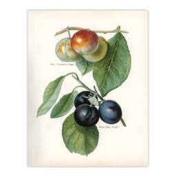 Artery8 John Wright Framed Wall Art Vintage Illustration of Two Plum Varieties in White - Size: A4 - thumbnail 3