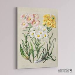 "Artery8 New Zealand Snow Groundsel Flowers Featon Canvas Wall Art Print in Beige - Size: W12"" x H16""" - thumbnail 2