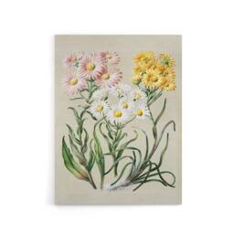 "Artery8 New Zealand Snow Groundsel Flowers Featon Canvas Wall Art Print in Beige - Size: W12"" x H16""" - thumbnail 1