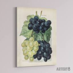 "Artery8 Vintage Illustration of Grape Varieties Wright Canvas Wall Art Print in White - Size: W12"" x H16""" - thumbnail 2