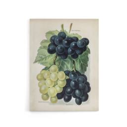 "Artery8 Vintage Illustration of Grape Varieties Wright Canvas Wall Art Print in White - Size: W12"" x H16""" - thumbnail 1