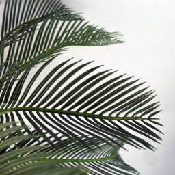 Leaf Large Artificial Palm Tree 80cm Cycas Realistic Plant Design UK Botanik in Green - thumbnail 7