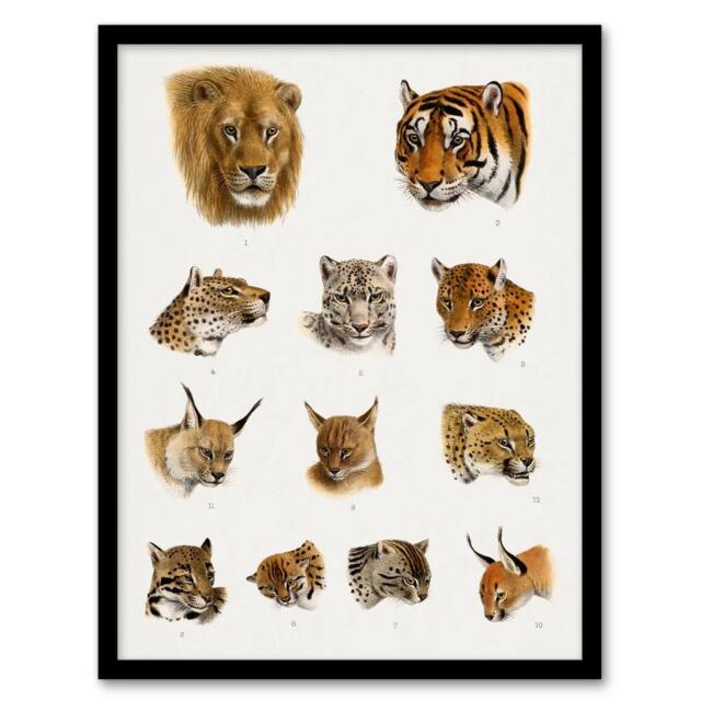 Artery8 Wild Animal Safari Big Cats Illustration Lydekker Framed Wall Art in White - Size: A3 - image 1