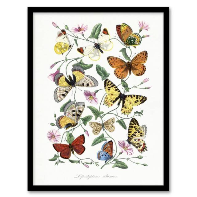Artery8 Paul Gervais Moths Butterflies & Morning Glory Framed Wall Art Print in White - Size: A4 - image 1