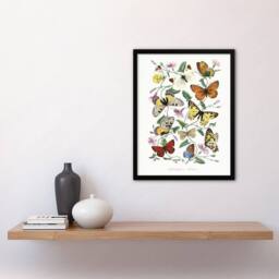 Artery8 Paul Gervais Moths Butterflies & Morning Glory Framed Wall Art Print in White - Size: A4 - thumbnail 4