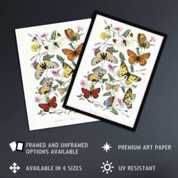 Artery8 Paul Gervais Moths Butterflies & Morning Glory Framed Wall Art Print in White - Size: A4 - thumbnail 2