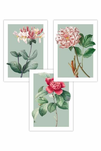 ARTZE Set of 3 Vintage Flowers Honeysuckle, Peony on Sage Green Art Posters in Pale Green - Size: W50 cm x H70 cm - image 1