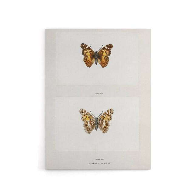 "Artery8 Brazilian Lady Vintage Butterfly Artwork Denton Canvas Wall Art Print in White - Size: W12"" x H16""" - image 1
