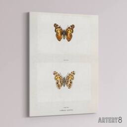 "Artery8 Brazilian Lady Vintage Butterfly Artwork Denton Canvas Wall Art Print in White - Size: W12"" x H16""" - thumbnail 2