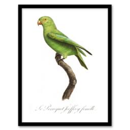 Artery8 The Red Cheeked Parakeet Francois Levaillant Framed Wall Art Print in White - Size: A4 - thumbnail 1