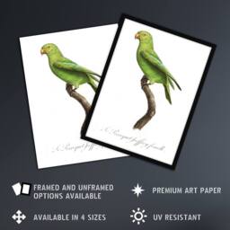 Artery8 The Red Cheeked Parakeet Francois Levaillant Framed Wall Art Print in White - Size: A4 - thumbnail 2