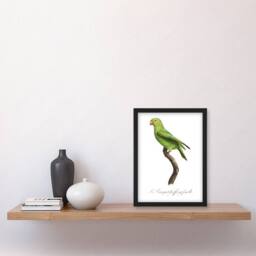 Artery8 The Red Cheeked Parakeet Francois Levaillant Framed Wall Art Print in White - Size: A4 - thumbnail 4
