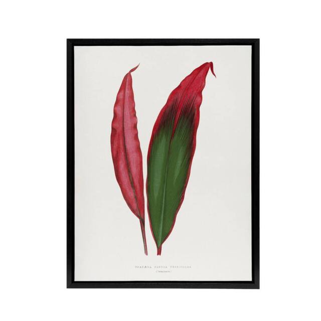 "Artery8 AF Lydon Benjamin Fawcett Cordyline Fruticosa Leaf Framed Canvas Art in White - Size: W12"" x H16""" - image 1