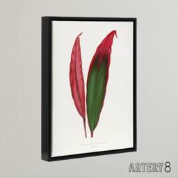 "Artery8 AF Lydon Benjamin Fawcett Cordyline Fruticosa Leaf Framed Canvas Art in White - Size: W12"" x H16""" - thumbnail 2