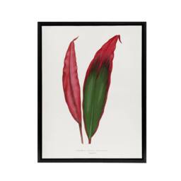"Artery8 AF Lydon Benjamin Fawcett Cordyline Fruticosa Leaf Framed Canvas Art in White - Size: W12"" x H16""" - thumbnail 1