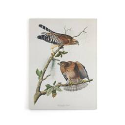 "Artery8 Red Shouldered Hawk Audubon Nature Canvas Wall Art in White - Size: W18"" x H24""" - thumbnail 1