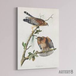 "Artery8 Red Shouldered Hawk Audubon Nature Canvas Wall Art in White - Size: W18"" x H24""" - thumbnail 2