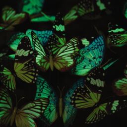 mysmartbuy 18 x Glow in The Dark Butterfly Stake Decorations - Colourful Indoor Outdoor Decorative Butterflies - Each H25 x W8.5 x D7.5cm - thumbnail 2