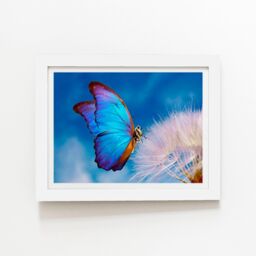 "Warren Reed - Designer Butterfly & Dandelion Framed Art Print in White - Size: W8"" x H10""" - thumbnail 1