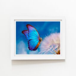 "Warren Reed - Designer Butterfly & Dandelion Framed Art Print in White - Size: W8"" x H10""" - thumbnail 2