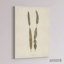 "Artery8 Vintage Botanical Croton Interruptum Leaf Fawcett Canvas Wall Art in Beige - Size: W18"" x H24""" - thumbnail 2