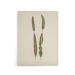 "Artery8 Vintage Botanical Croton Interruptum Leaf Fawcett Canvas Wall Art in Beige - Size: W18"" x H24""" - thumbnail 1
