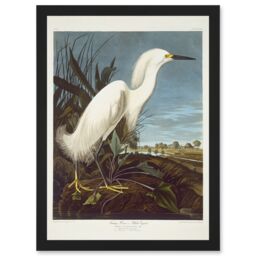 Artery8 Painting Bird Audubon Snowy Heron Egret Artwork Framed Wall Art Print A4 in Black - thumbnail 1