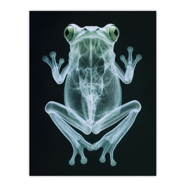 "Artery8 Frog Teal Green Dark Luminescent Xray Effect Wall Art Print in Black - Size: W18"" x H24""" - image 1