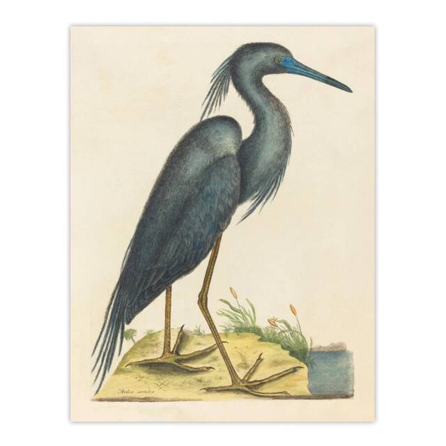 "Artery8 Blue Heron Natural History Illustration Catesby Wall Art Poster Print in Beige - Size: W18"" x H24""" - image 1