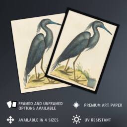 "Artery8 Blue Heron Natural History Illustration Catesby Wall Art Poster Print in Beige - Size: W18"" x H24""" - thumbnail 2