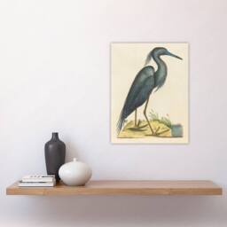 "Artery8 Blue Heron Natural History Illustration Catesby Wall Art Poster Print in Beige - Size: W18"" x H24""" - thumbnail 4