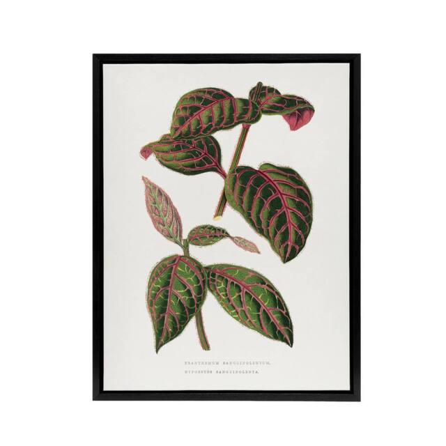 "Artery8 AF Lydon B Fawcett Eranthemum Sanguinolentum Leaves Framed Canvas Art in White - Size: W12"" x H16""" - image 1