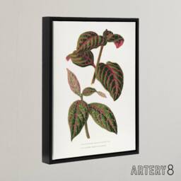 "Artery8 AF Lydon B Fawcett Eranthemum Sanguinolentum Leaves Framed Canvas Art in White - Size: W12"" x H16""" - thumbnail 2