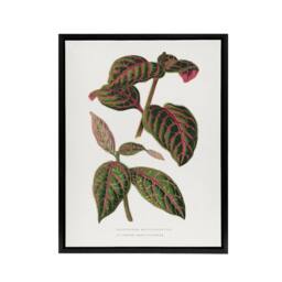 "Artery8 AF Lydon B Fawcett Eranthemum Sanguinolentum Leaves Framed Canvas Art in White - Size: W12"" x H16""" - thumbnail 1