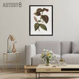 "Artery8 AF Lydon B Fawcett Eranthemum Sanguinolentum Leaves Framed Canvas Art in White - Size: W12"" x H16""" - thumbnail 3
