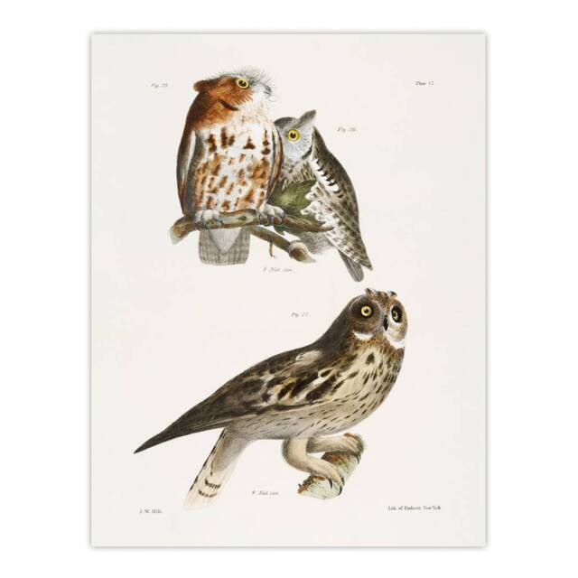 "Artery8 James De Kay Little Screech & Short Eared Owl Wall Art Print in White - Size: W12"" x H16""" - image 1