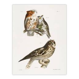 "Artery8 James De Kay Little Screech & Short Eared Owl Wall Art Print in White - Size: W12"" x H16""" - thumbnail 1