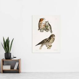 "Artery8 James De Kay Little Screech & Short Eared Owl Wall Art Print in White - Size: W12"" x H16""" - thumbnail 4