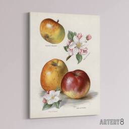 "Artery8 King of Pippins Apple Vintage Illustration Wright Canvas Wall Art in White - Size: W12"" x H16""" - thumbnail 2
