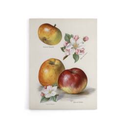 "Artery8 King of Pippins Apple Vintage Illustration Wright Canvas Wall Art in White - Size: W12"" x H16""" - thumbnail 1