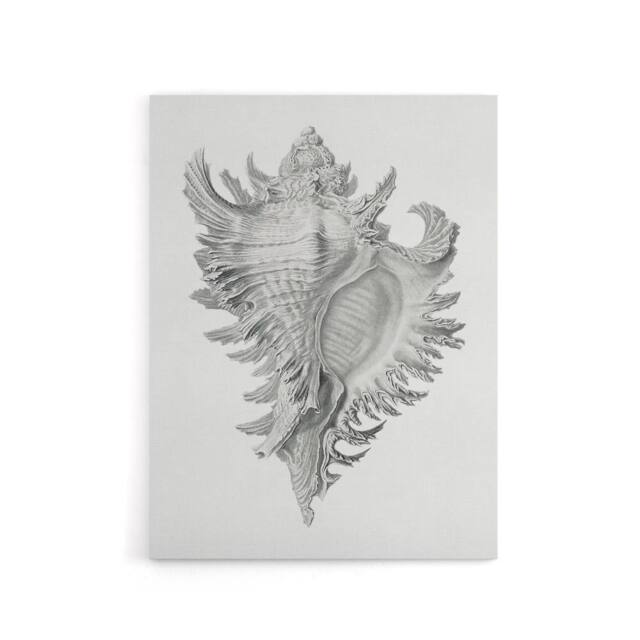 "Artery8 Whelk Sea Snail Shell Drawing Haeckel Botanical Canvas Wall Art in White - Size: W24"" x H32""" - image 1
