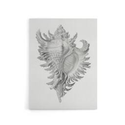 "Artery8 Whelk Sea Snail Shell Drawing Haeckel Botanical Canvas Wall Art in White - Size: W24"" x H32""" - thumbnail 1