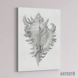 "Artery8 Whelk Sea Snail Shell Drawing Haeckel Botanical Canvas Wall Art in White - Size: W24"" x H32""" - thumbnail 2