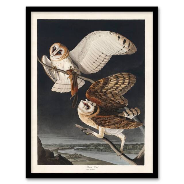 Artery8 John James Audubon Framed Wall Art Print Birds of America Barn Owl in Grey - Size: A3 - image 1