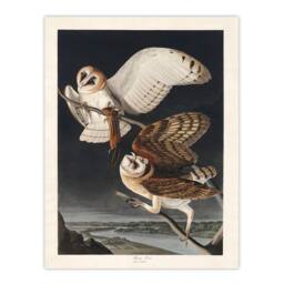 Artery8 John James Audubon Framed Wall Art Print Birds of America Barn Owl in Grey - Size: A3 - thumbnail 3