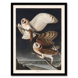 Artery8 John James Audubon Framed Wall Art Print Birds of America Barn Owl in Grey - Size: A3 - thumbnail 1